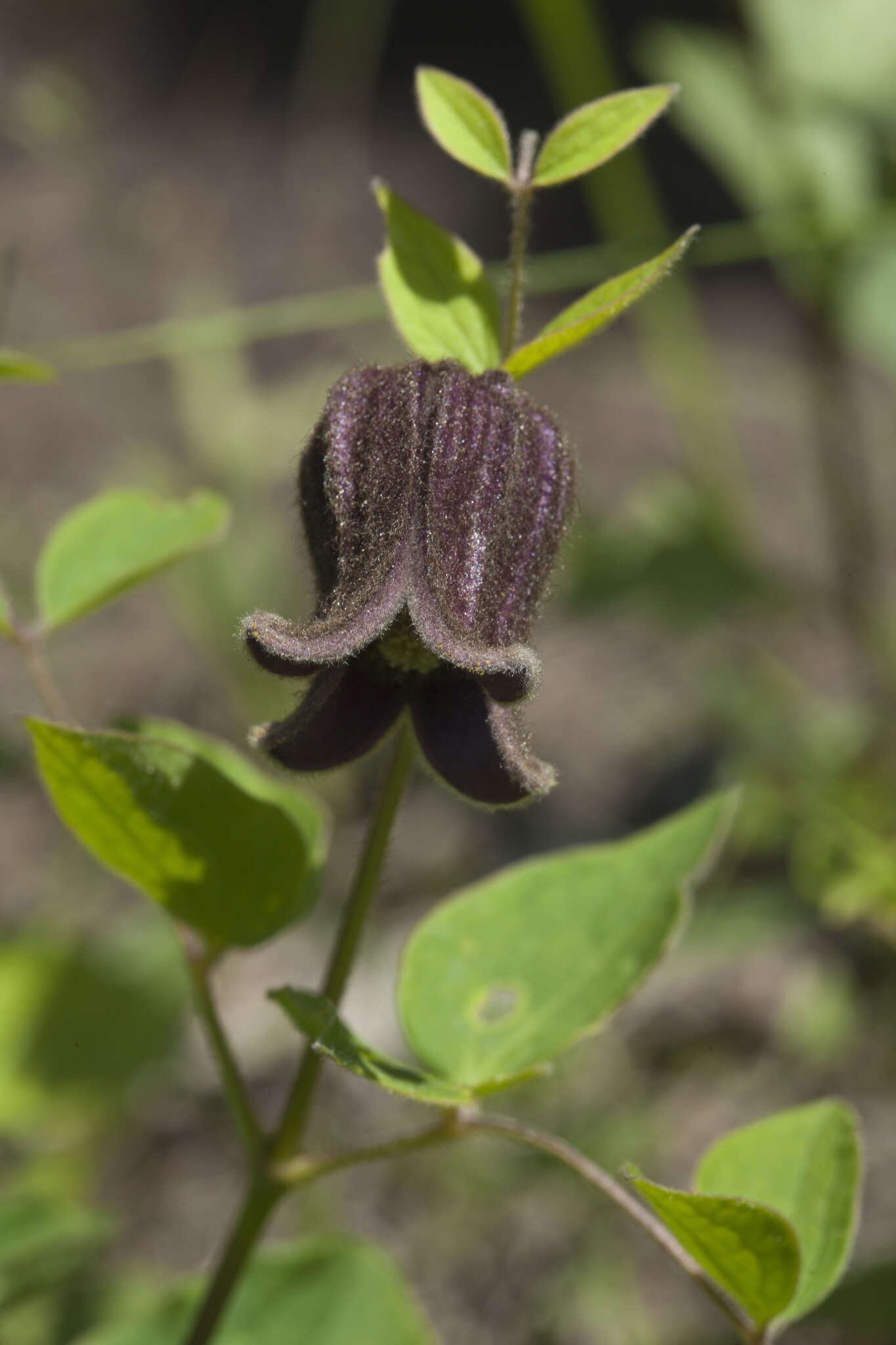 Imagem de Clematis fusca Turcz.