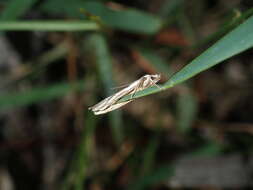 Image of Philobota glaucoptera Meyrick 1884