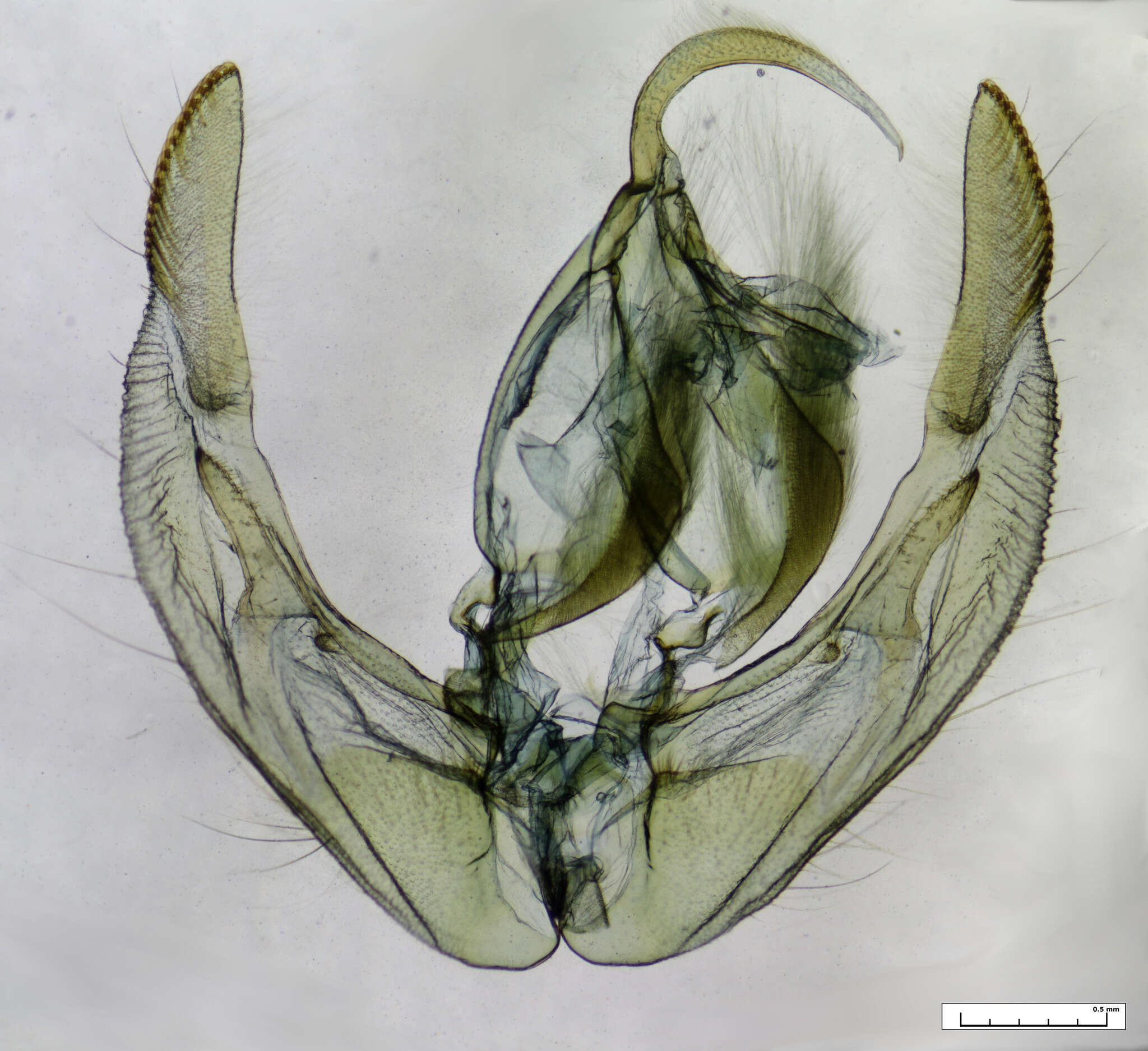 Image of Proteuxoa paragypsa Lower 1902