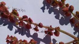 Image de Rumex lativalvis Meisn.