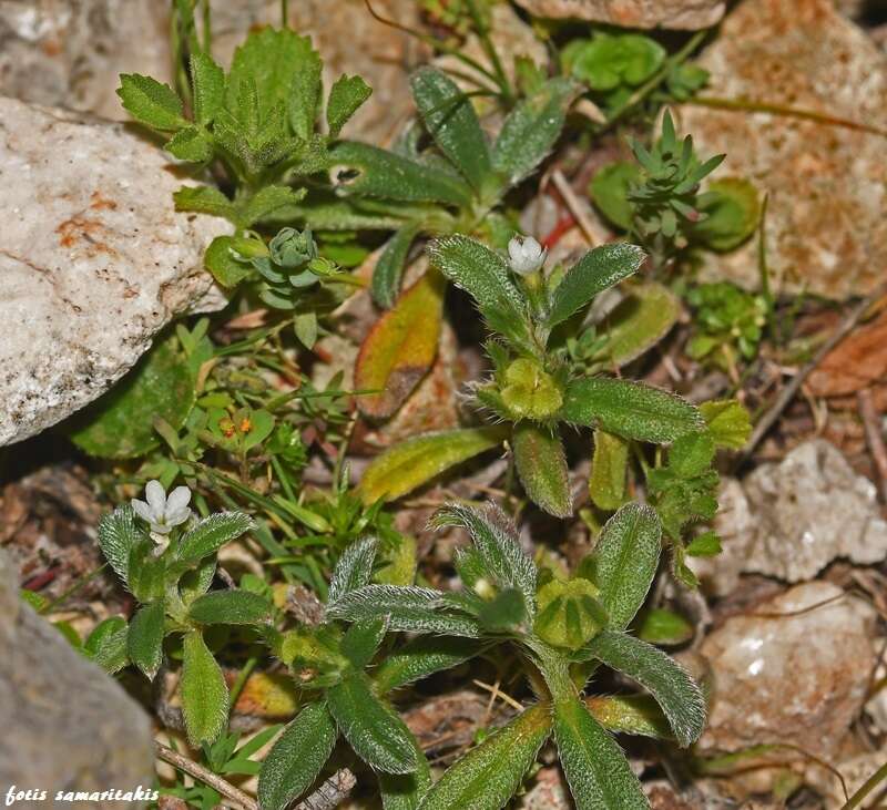 Image of Buglossoides arvensis subsp. sibthorpianum (Griseb.) R. Fernandes