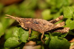 Image of Tropidostethus angusticollis (Blanchard & E. 1851)