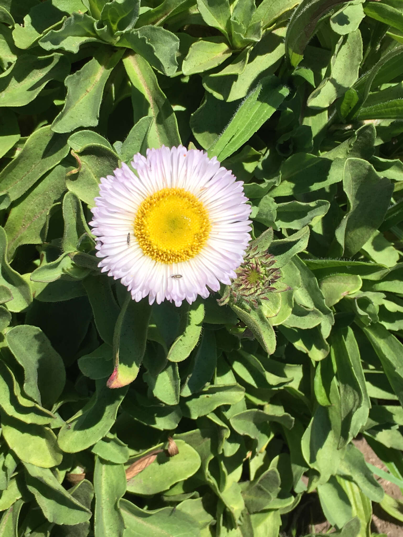 Image of seaside fleabane