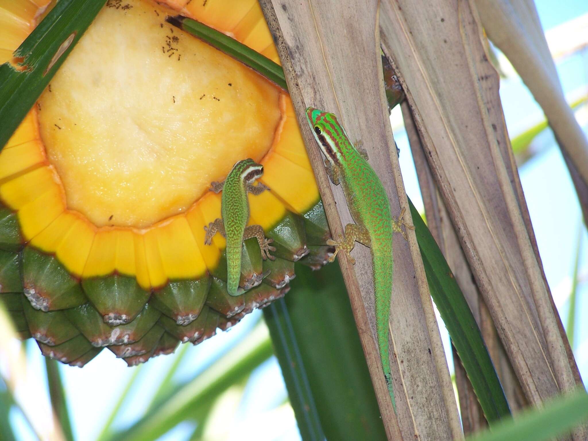 Image of Reunion Island ornate day gecko