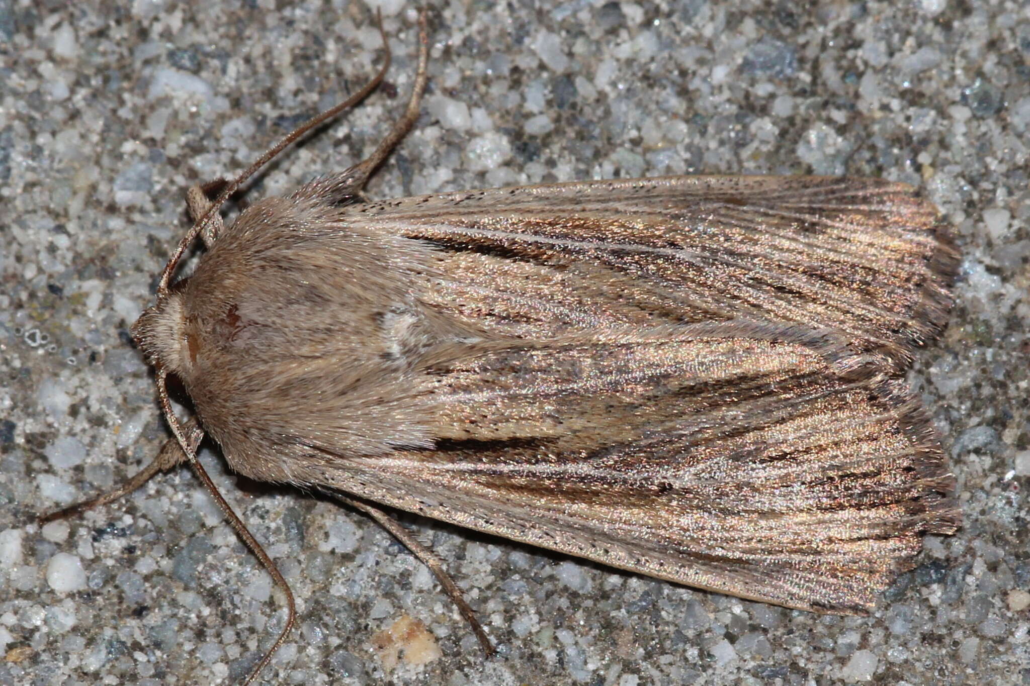 Imagem de Leucania comma Linnaeus 1761