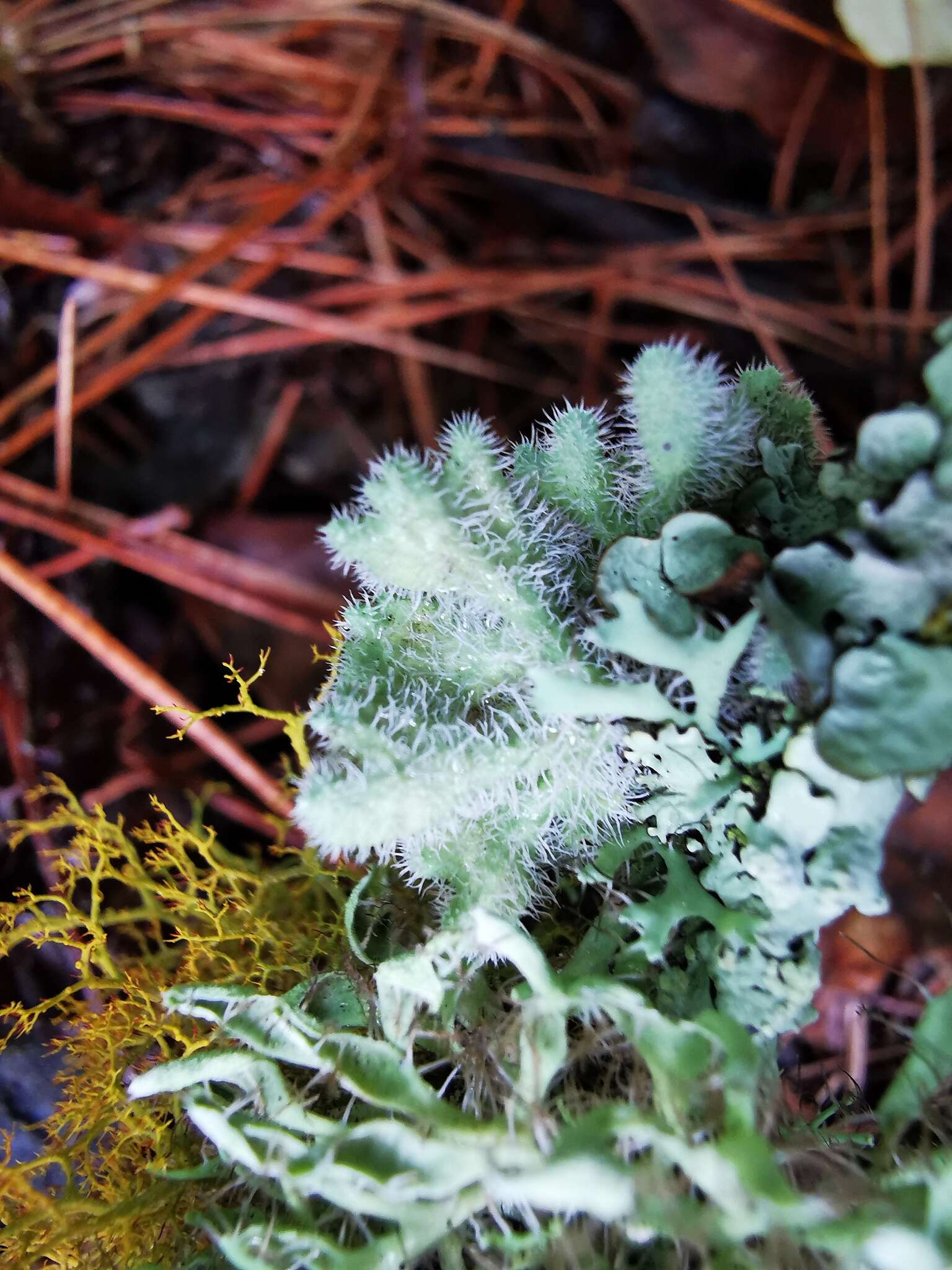 Image of Heterodermia comosa (Eschw.) Follmann & Redón