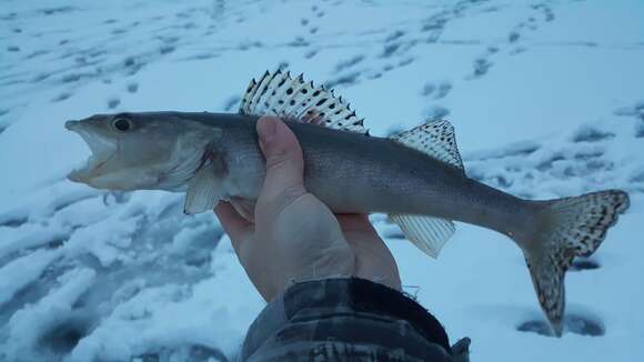 Image of Pike perch