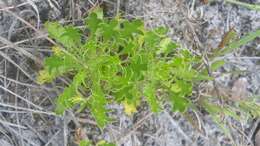 Eryngium aromaticum Baldw. resmi