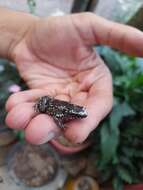 Image of white-spotted humming frog