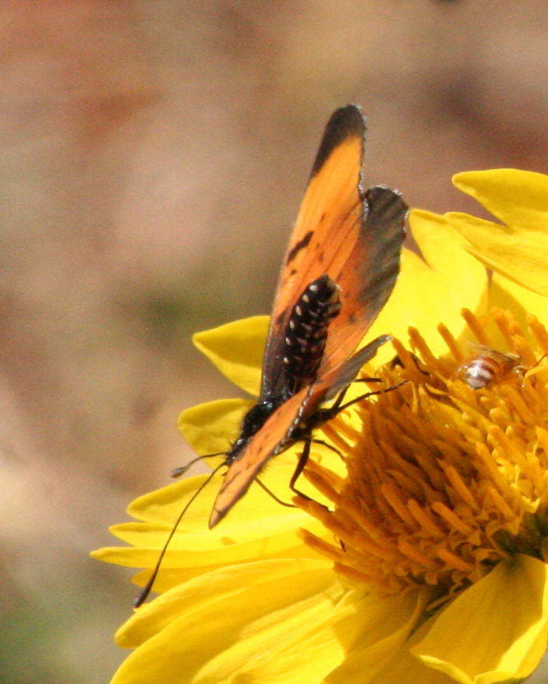 Image de Acraea natalica Boisduval 1847