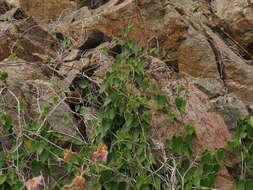 Image of Diplolepis boerhaviifolia (Hook. & Arn.) Liede & Rapini