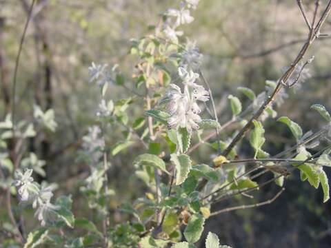 Image of Condea albida (Kunth) Harley & J. F. B. Pastore