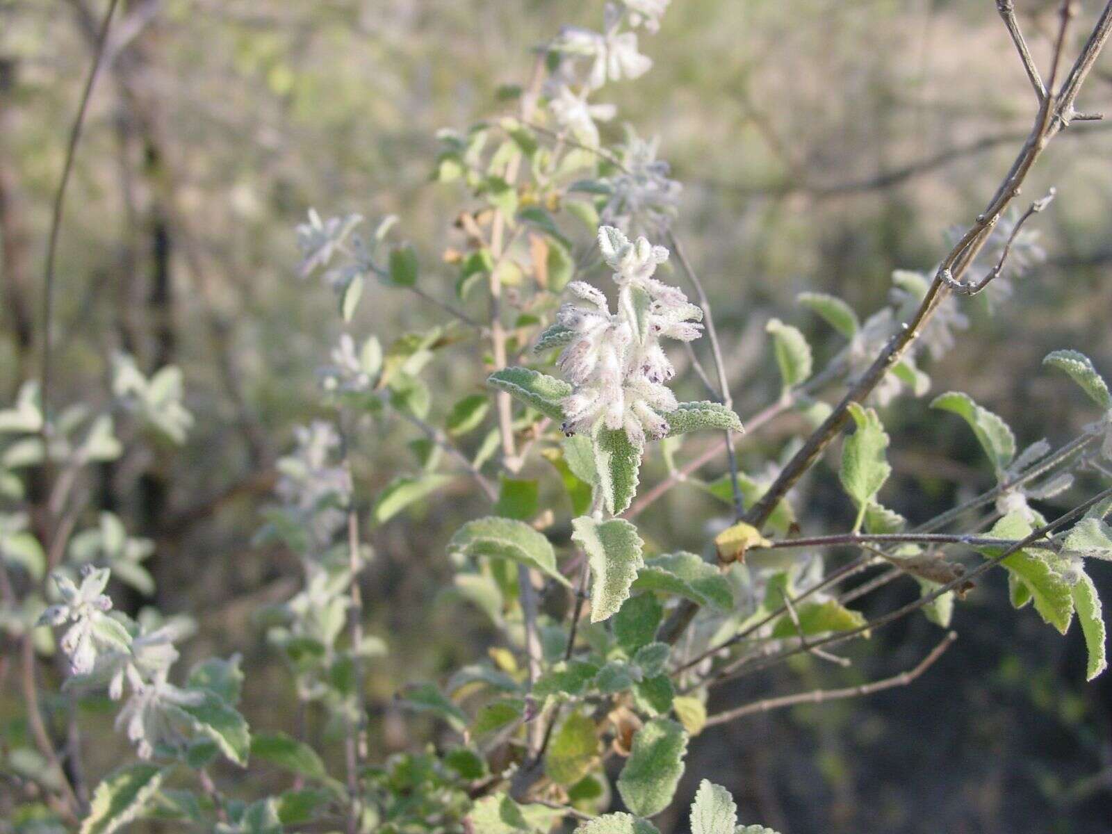 صورة Condea albida (Kunth) Harley & J. F. B. Pastore