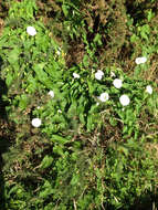 Image de Calystegia silvatica subsp. disjuncta R. K. Brummitt