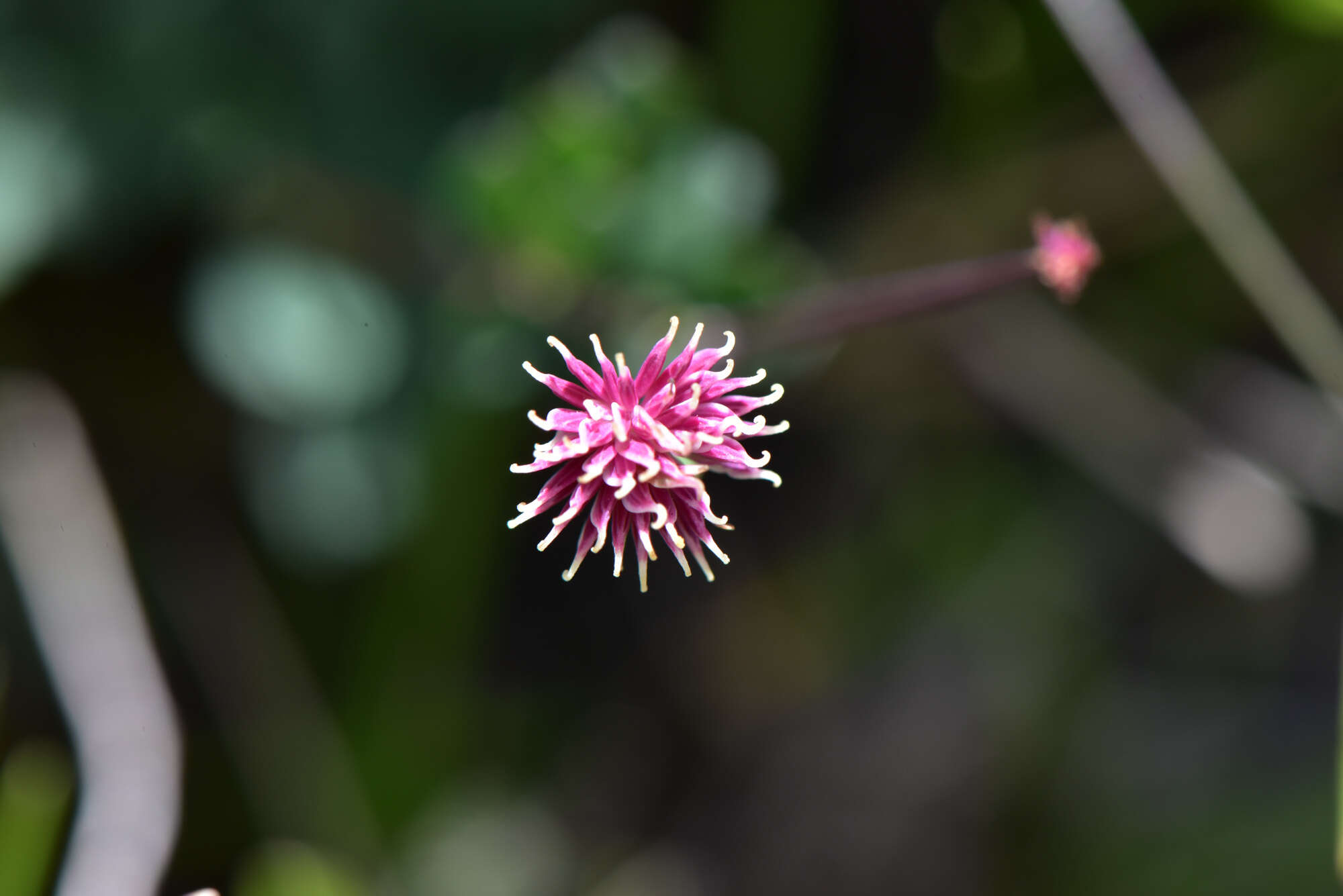 Image of Thalictrum rubescens Ohwi