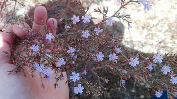 Image of Limonium equisetinum (Boiss.) R. A. Dyer