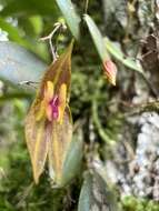 Image of Lepanthes effusa Schltr.