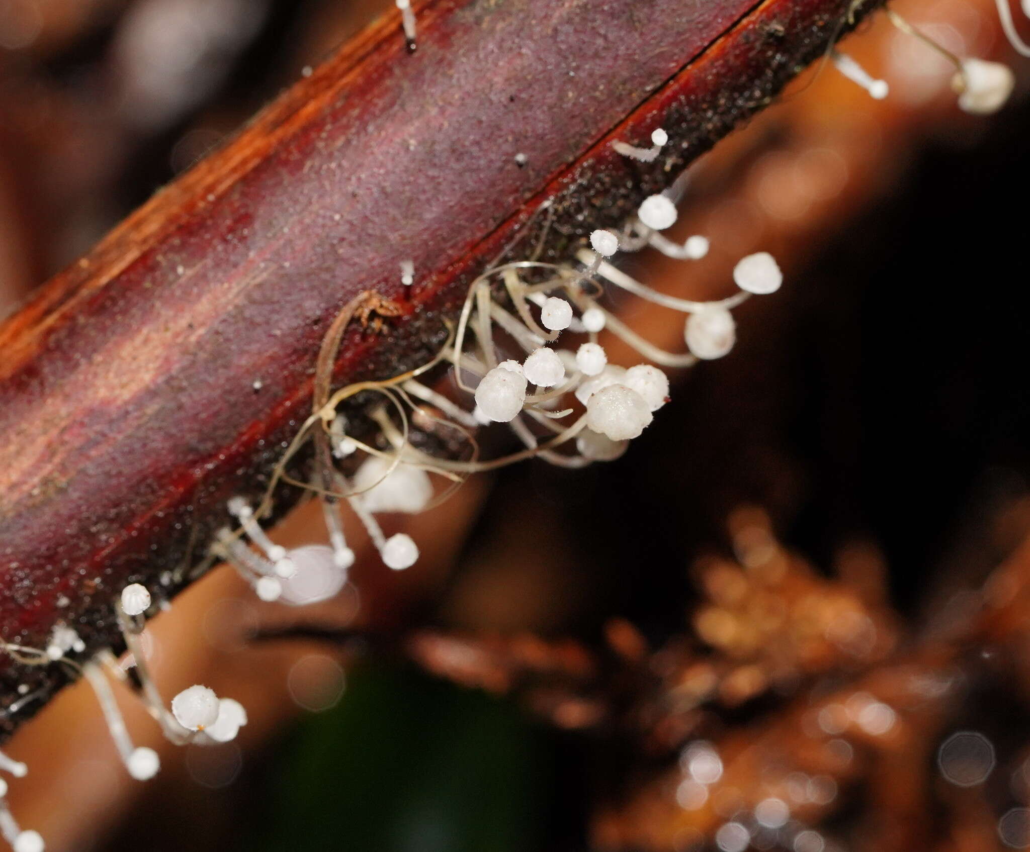 Sivun Mycena albidocapillaris Grgur. & T. W. May 1997 kuva