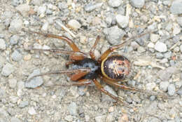 صورة Steatoda nobilis (Thorell 1875)