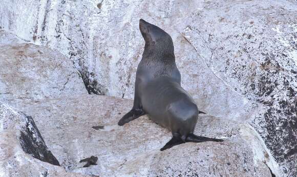 Image of Afro-Australian Fur Seal