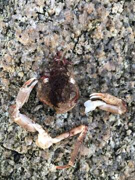 Image of Great spider crab