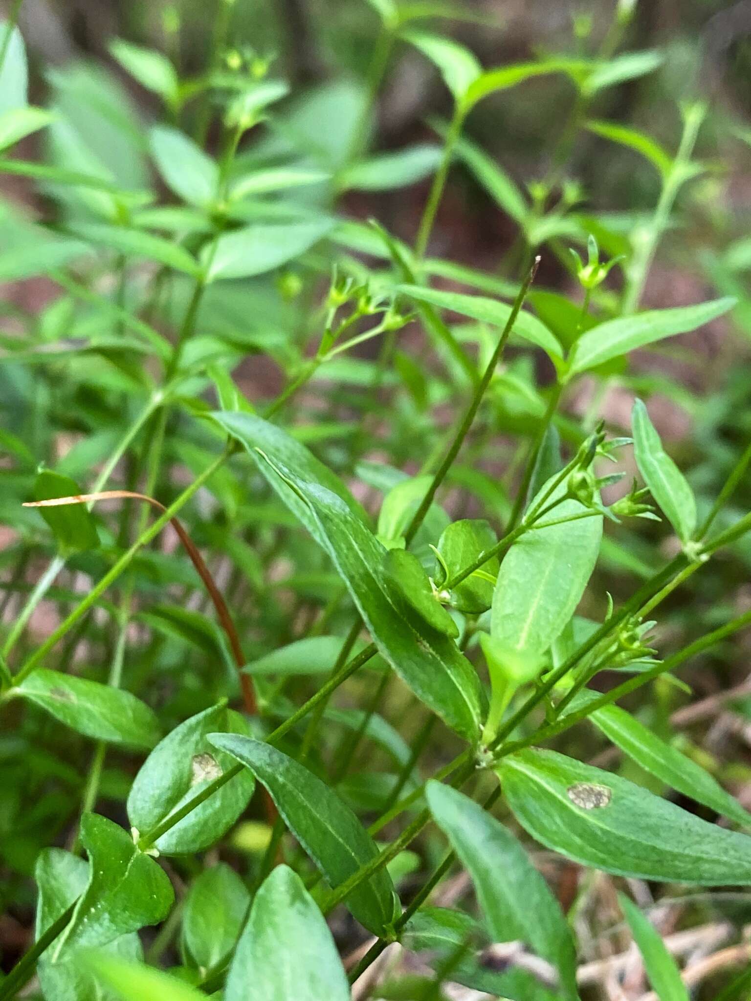 Imagem de Houstonia purpurea var. montana (Small) Terrell