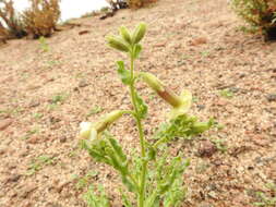 Image of Nicotiana petunioides (Griseb.) Millan