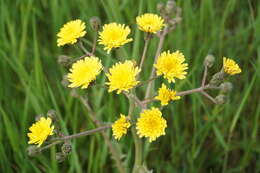 Imagem de Crepis marschallii (C. A. Mey.) Sch. Bip.