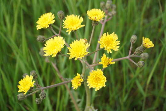 Image of Crepis marschallii (C. A. Mey.) Sch. Bip.