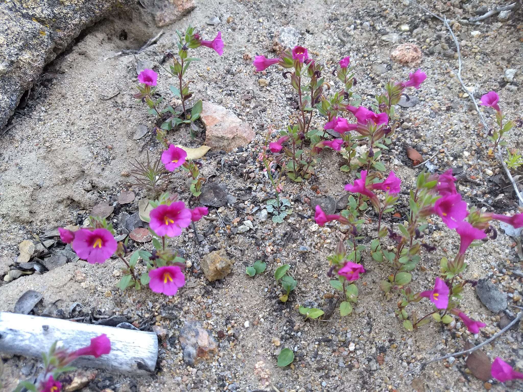 Image of Fremont's monkeyflower