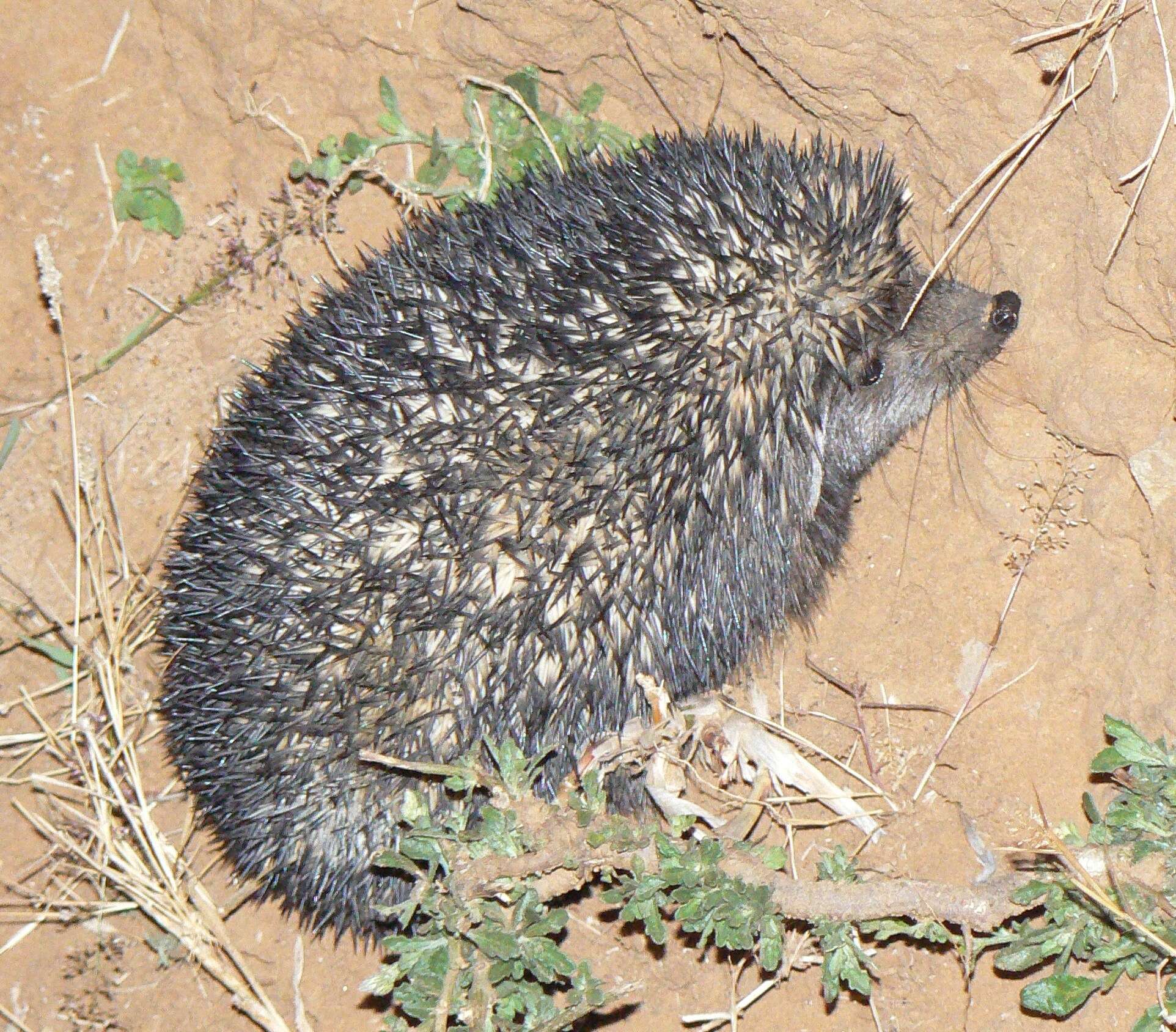 Image of Indian Hedgehog