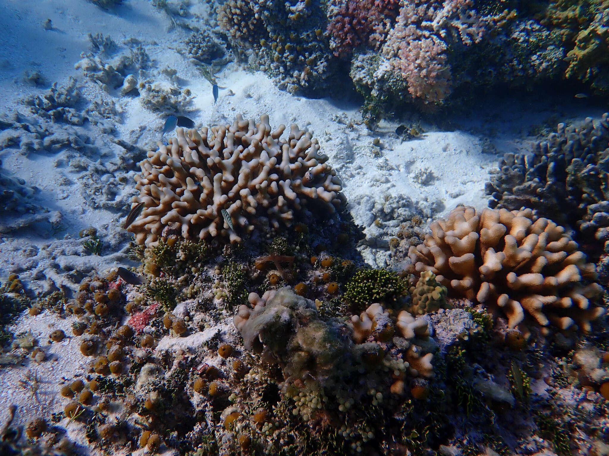 Image of Stony corals