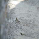 Image of Blue-tailed Snake-eyed Skink