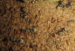 صورة Camponotus cinctellus (Gerstaecker 1859)