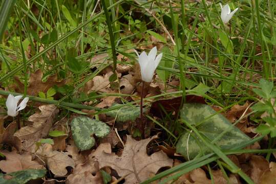 Image of Cretan cyclamen