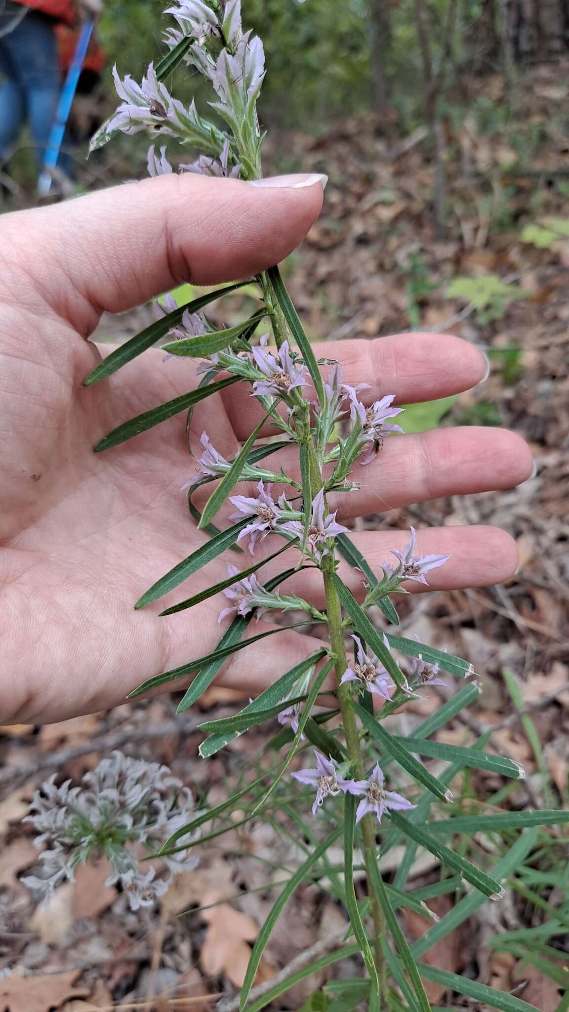 Image of Liatris hesperelegans G. L. Nesom