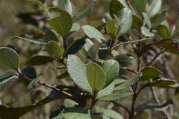 Image of Strobilanthes kunthianus (Wall. ex Nees) T. Anders. ex Benth.