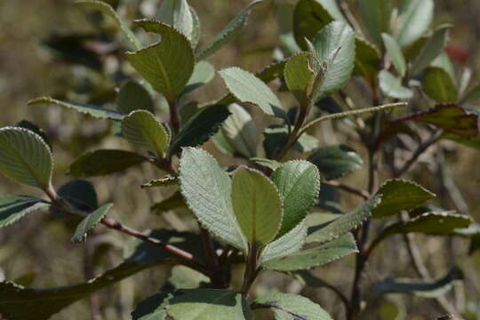 Image of Strobilanthes kunthianus (Wall. ex Nees) T. Anders. ex Benth.