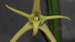 Image of Maxillaria amplifoliata Molinari