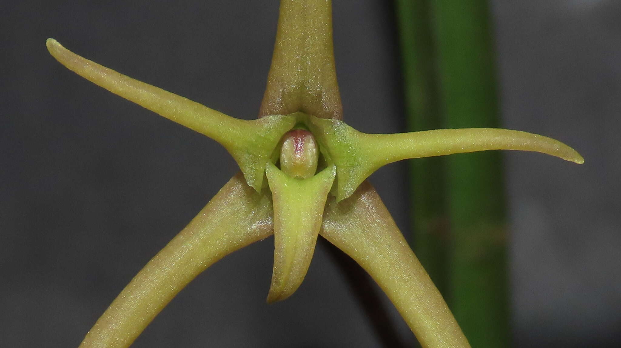 Image of Maxillaria amplifoliata Molinari