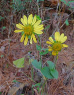 Image of slender rosinweed