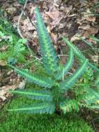 Image of simpler hollyfern