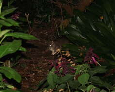 Image of Long-nosed Bandicoot