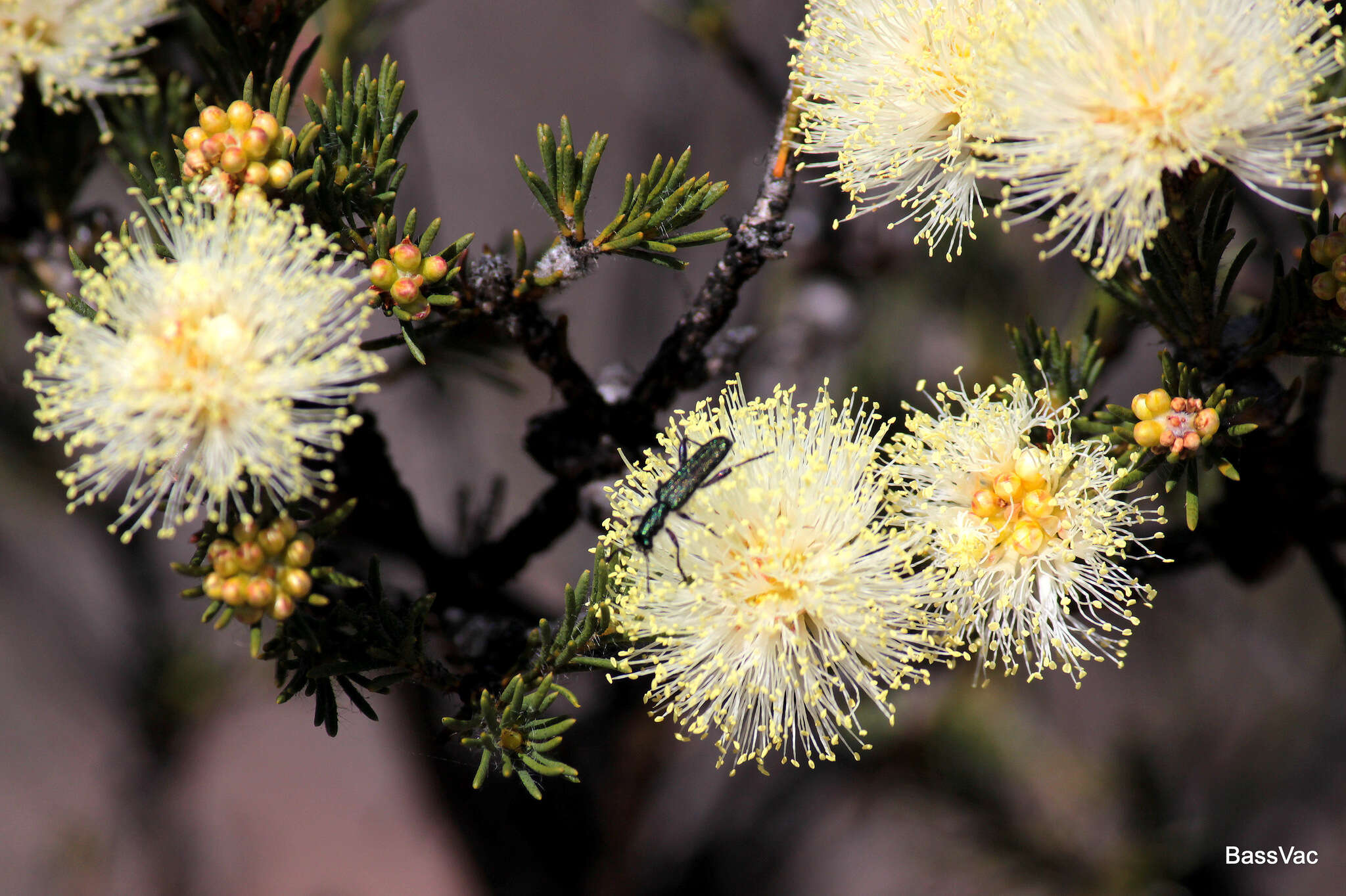 Image of Melaleuca systena L. A. Craven