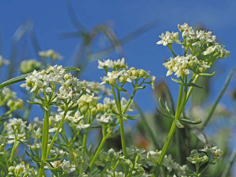 Plancia ëd Galium anisophyllon Vill.