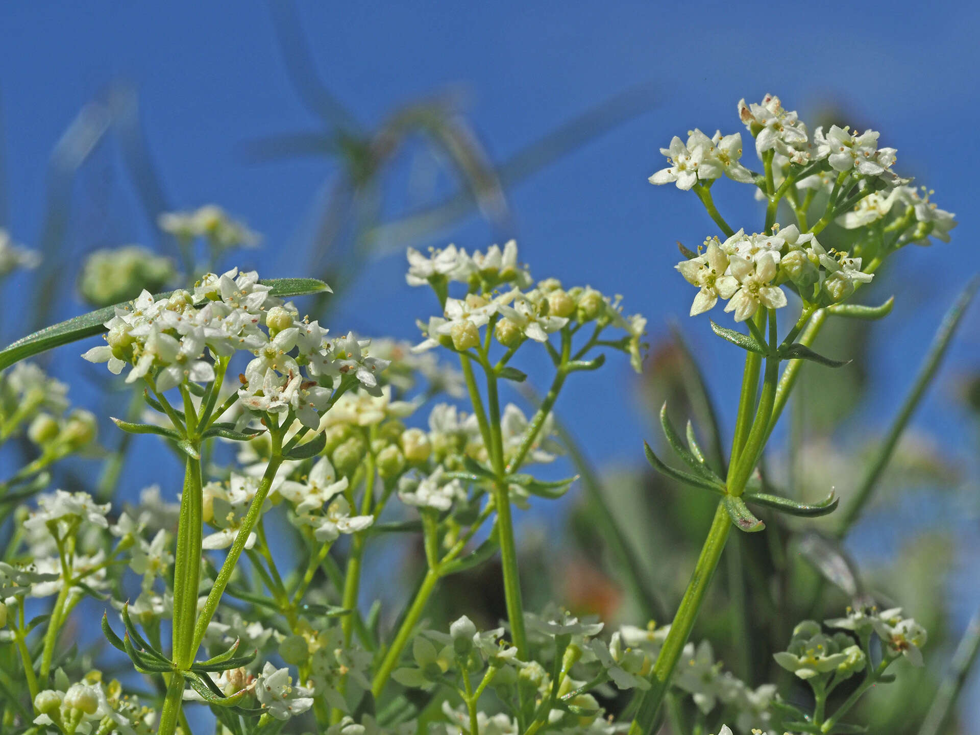 Plancia ëd Galium anisophyllon Vill.