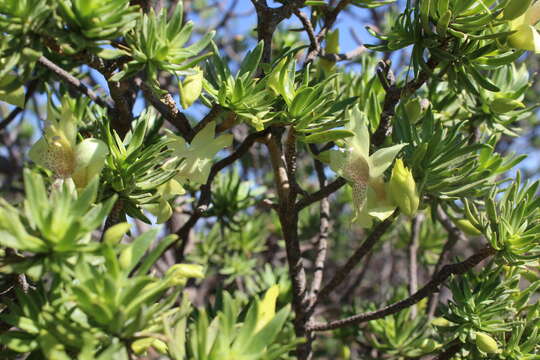 Image of Eremophila miniata C. A. Gardner