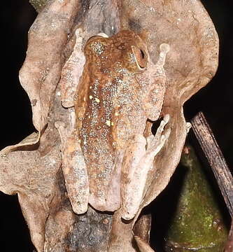 Image of Raorchestes hassanensis (Dutta 1985)