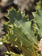 Image of Banksia obovata A. R. Mast & K. R. Thiele