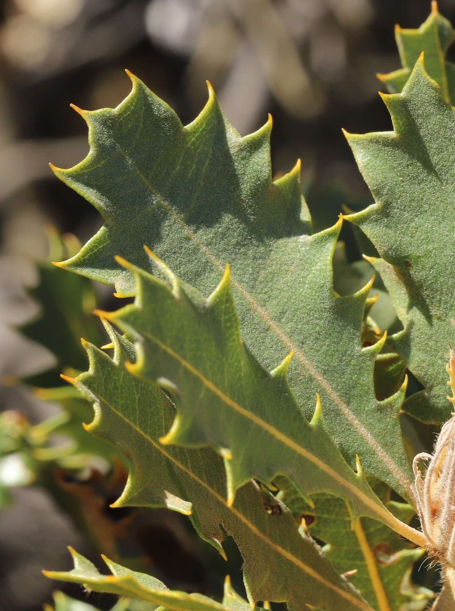 Image of Banksia obovata A. R. Mast & K. R. Thiele